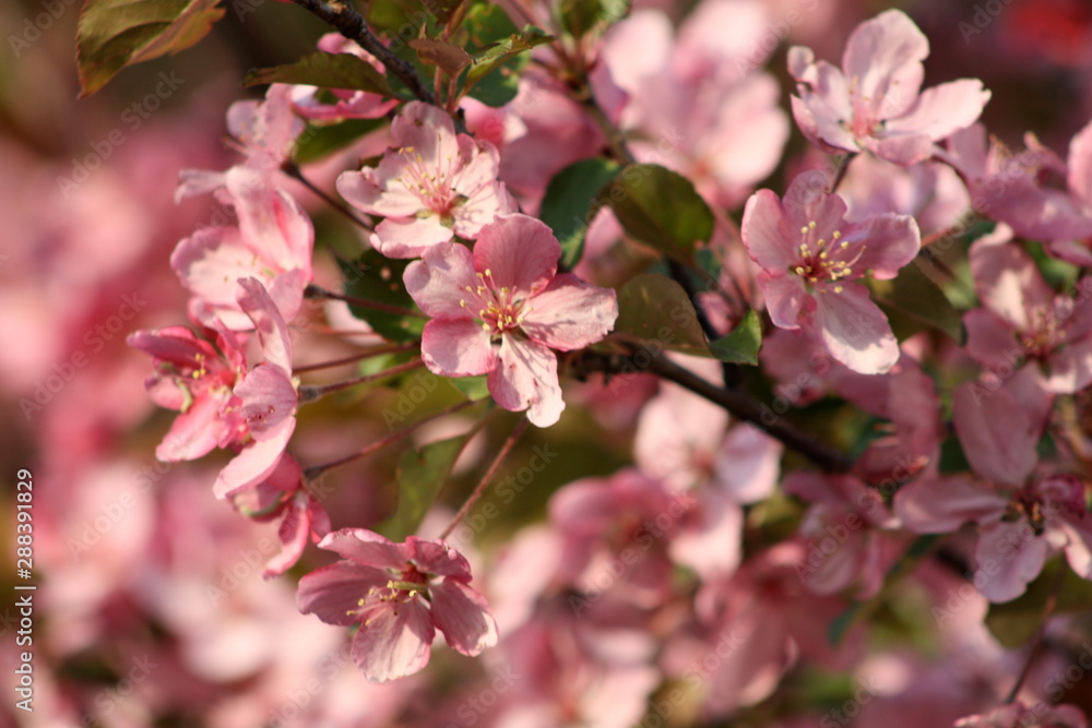 Pink Spring Blossoms Pink Spring Blossoms