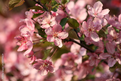 Pink Spring Blossoms 