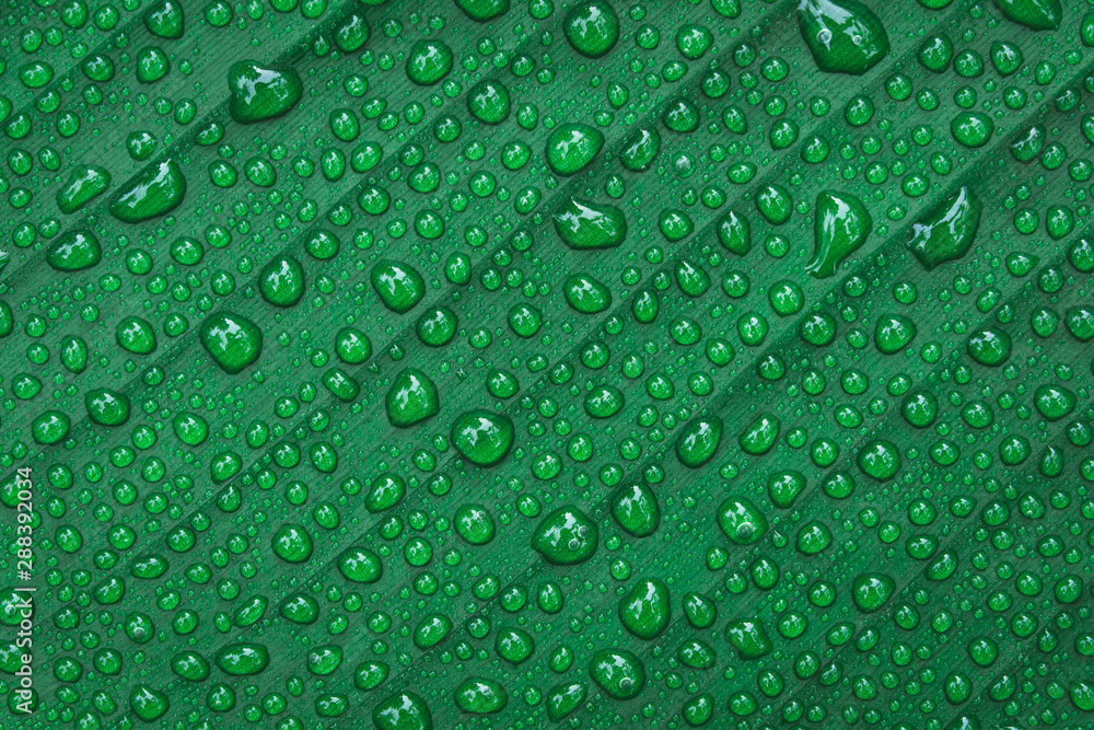 Water drops on banana leaf background. Water drops on banana leaf background.
