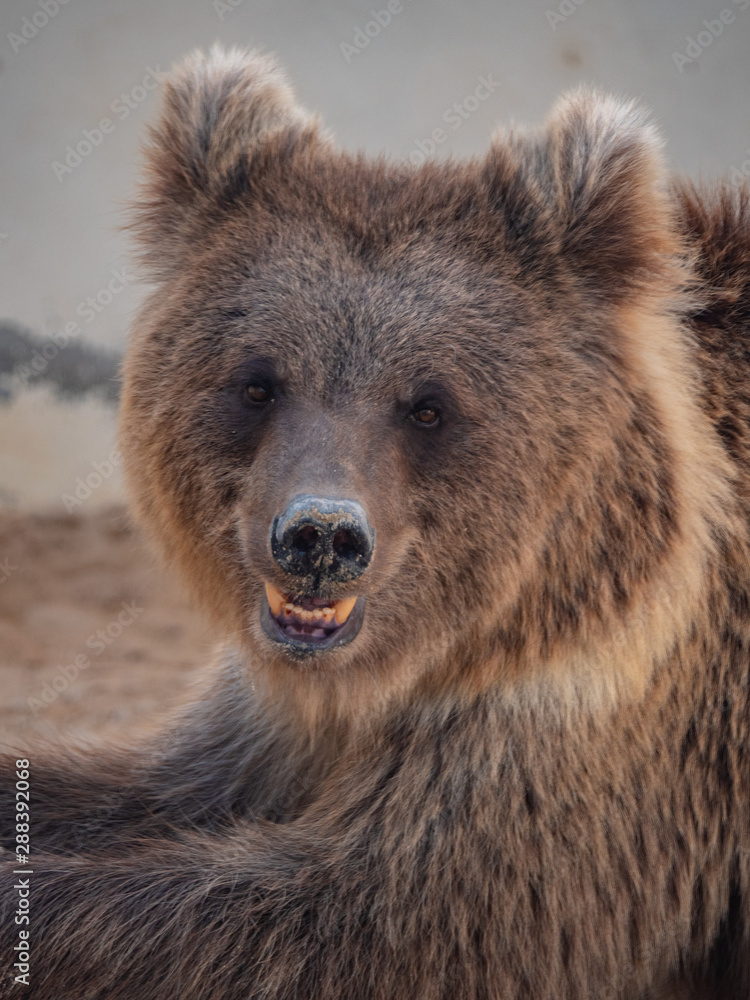 Brown bear held in captivity in the middle east Brown bear held in captivity in the middle east
