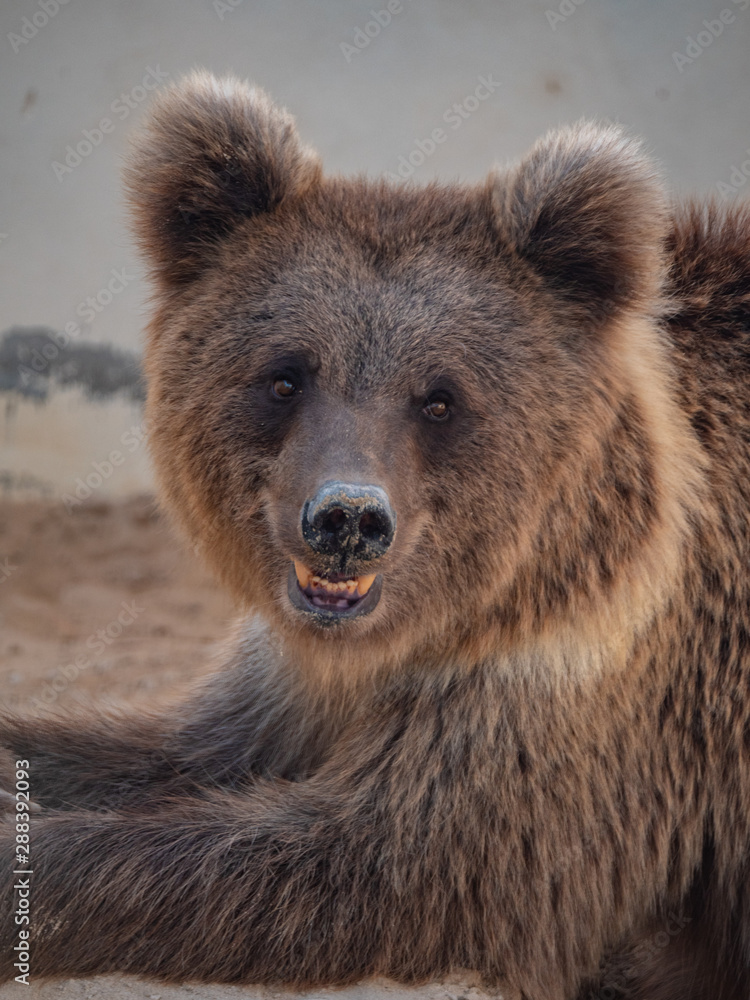 Brown bear held in captivity in the middle east