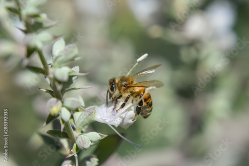 Honey bee on a white sage saliva plant. © KE Magoon