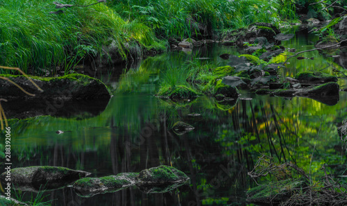 Green Skrivan creek in Krusne mountains in summer nice sunny day