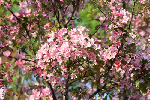 Pink Blossoms on a Tree