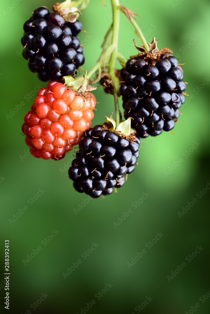 Closeup view of an isolated dark ripe blackberry in front of green background in summer Closeup view of an isolated dark ripe blackberry in front of green background in summer
