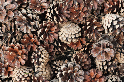 Background of brown pine cones close-up