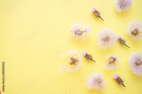 fluffy dandelions and closed flower buds lie on yellow paper  top view  copy space.
