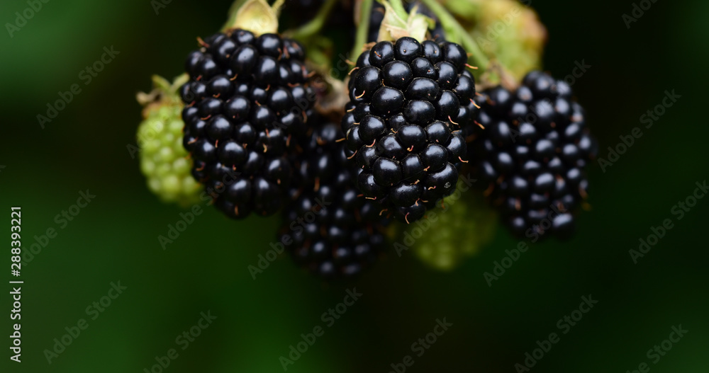 Closeup view of an isolated dark ripe blackberry in front of dark background in summer Closeup view of an isolated dark ripe blackberry in front of dark background in summer