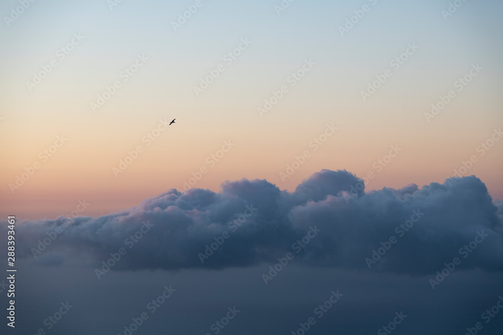 scenic image of a gull flying above a layer of clouds haging over the sea after sunset with a pink sky