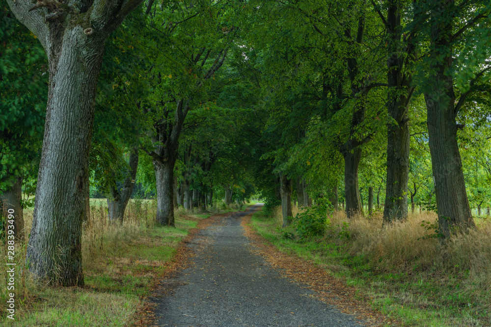 Alley with leaf trees in Kynzvart spa town in cloudy summer evening Alley with leaf trees in Kynzvart spa town in cloudy summer evening