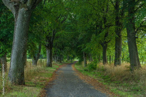 Alley with leaf trees in Kynzvart spa town in cloudy summer evening