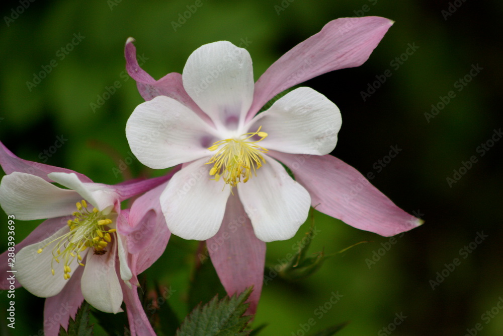Obraz premium Pink and White Columbine