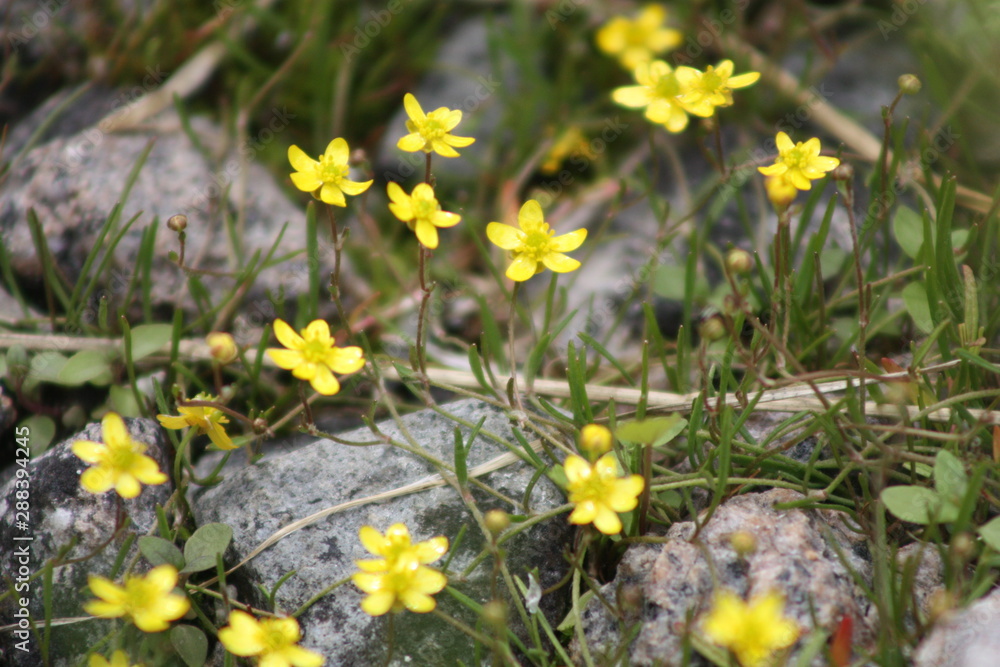 Creeping Buttercus Creeping Buttercus