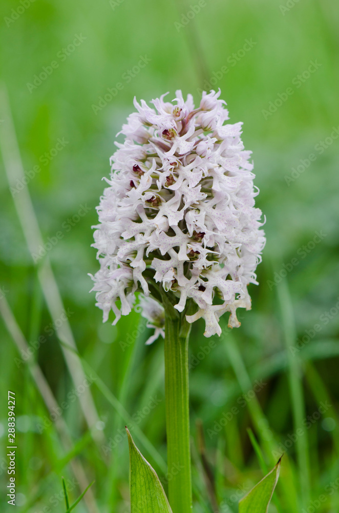 ical orchid, Orchis conica, wild orchid in Andalusia, Southern Spain