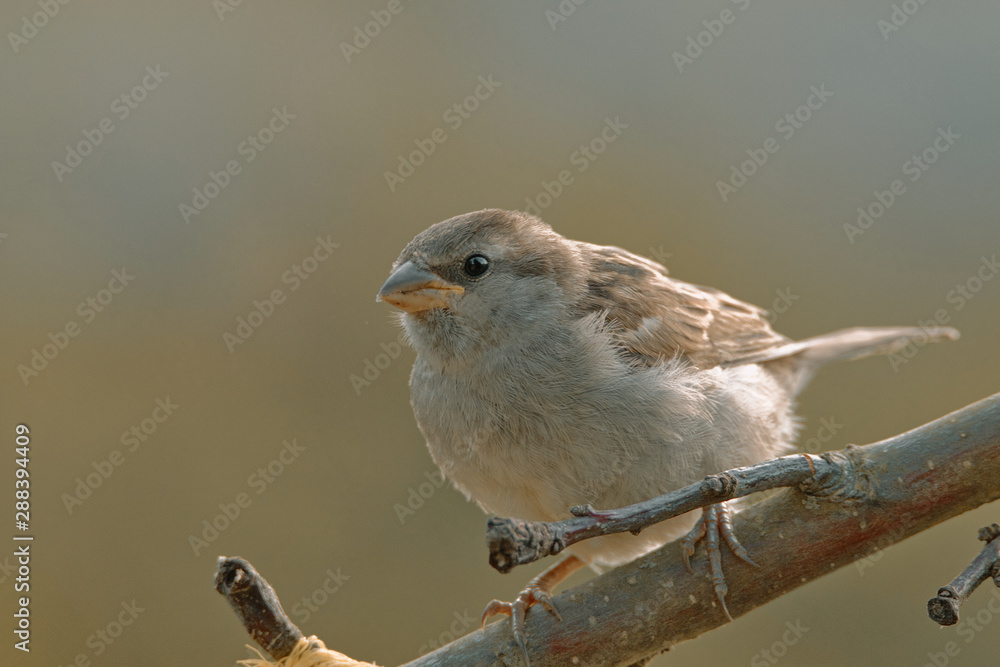 House sparrow sitting on a branch House sparrow sitting on a branch