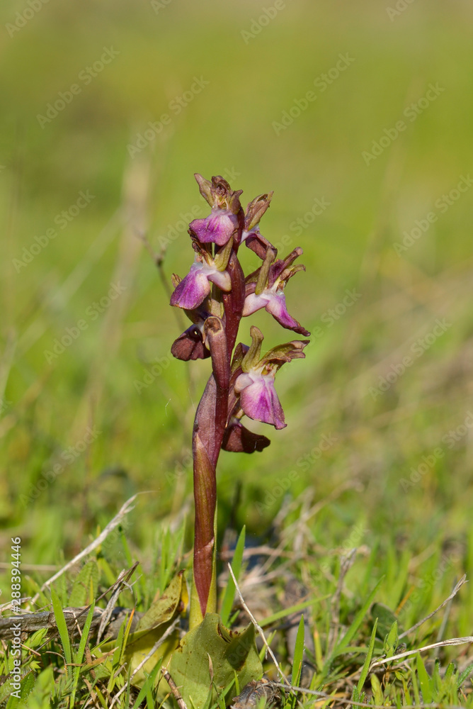 Fan-lipped Orchid, Orchis saccata also known as Orchis collina, wild orchid in Andalusia, Southern Spain Fan-lipped Orchid, Orchis saccata also known as Orchis collina, wild orchid in Andalusia, Southern Spain