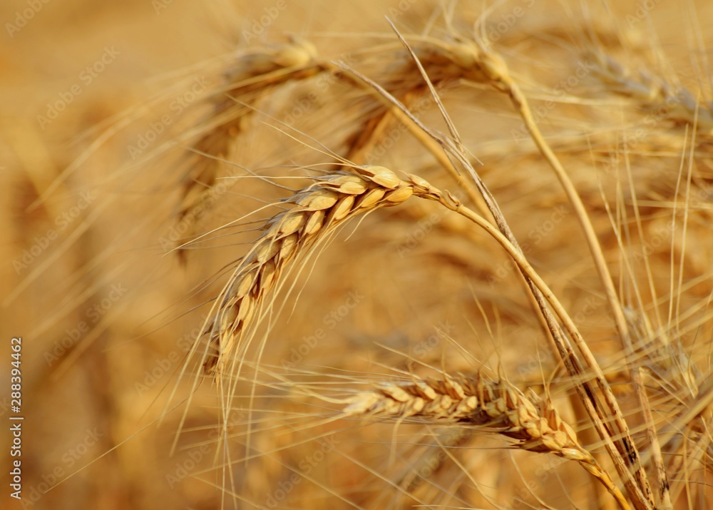 ears of wheat ears of wheat