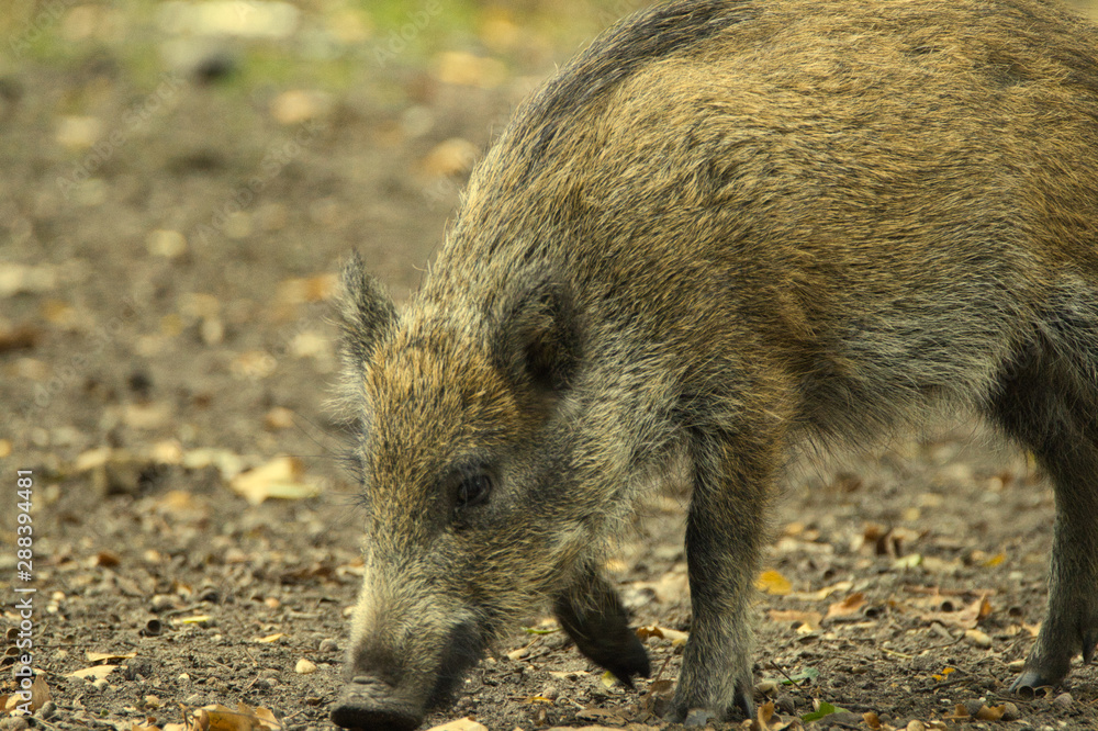 wild swine searching for food wild swine searching for food