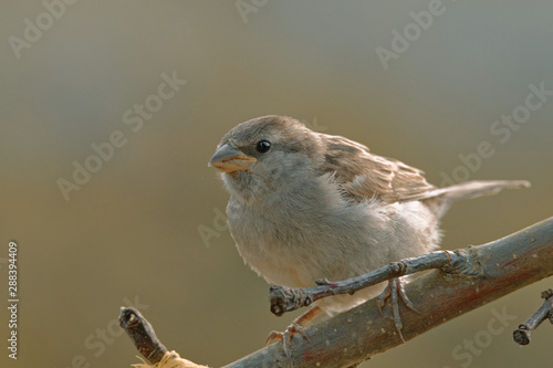 House sparrow sitting on a branch