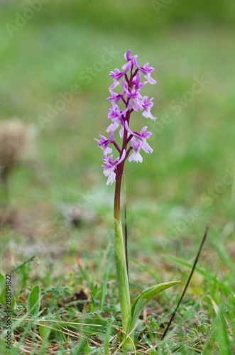 Southern Early Purple Orchid  Orchis olbiensis  Andalusia  Southern Spain.