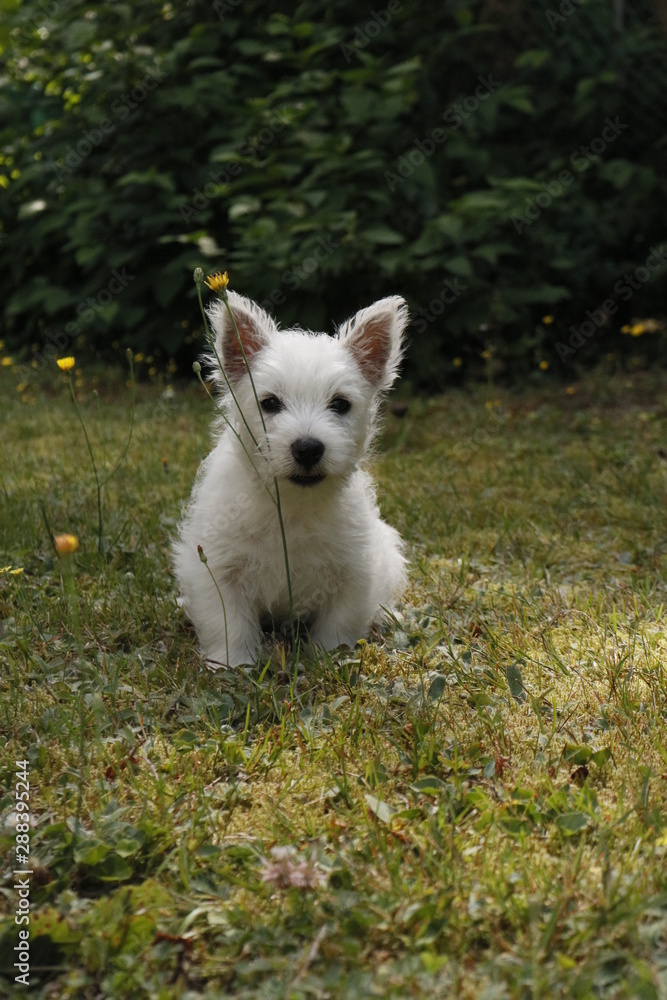 West Highland White Terrier Welpe im Gras West Highland White Terrier Welpe im Gras