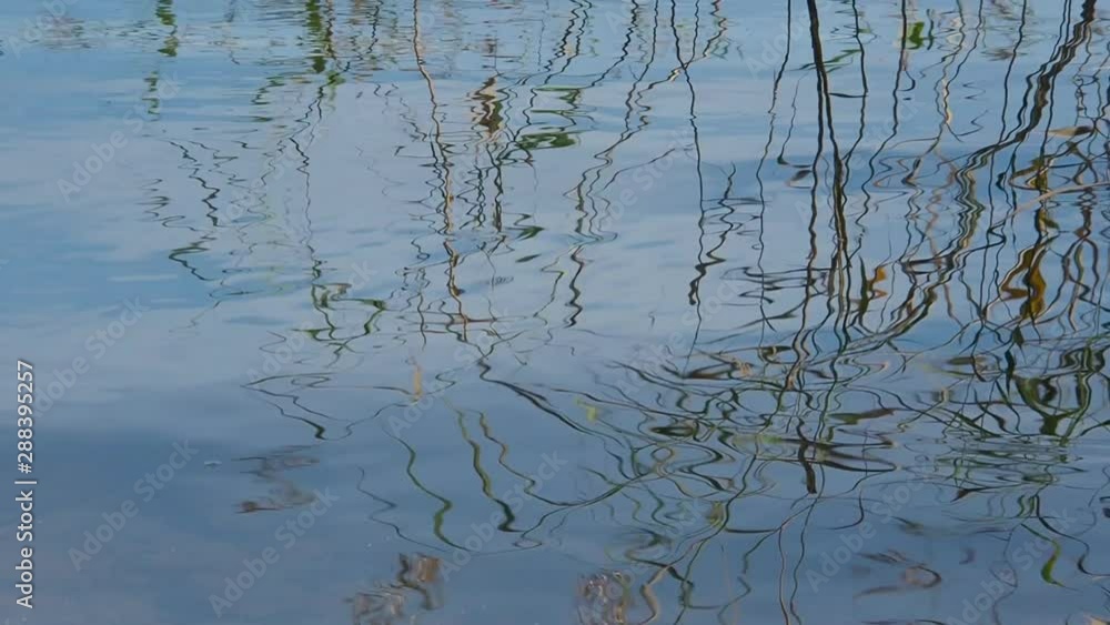 Blue sky and grassy reed reflection in clear, shallow and calm water surface. Ecology. Relax in wild nature. Blue sky and grassy reed reflection in clear, shallow and calm water surface. Ecology. Relax in wild nature.
