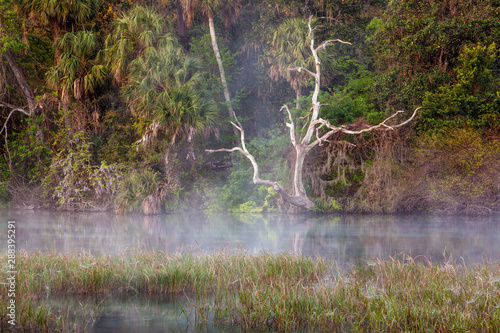Foggy morning on the Rainbow River in North Florida