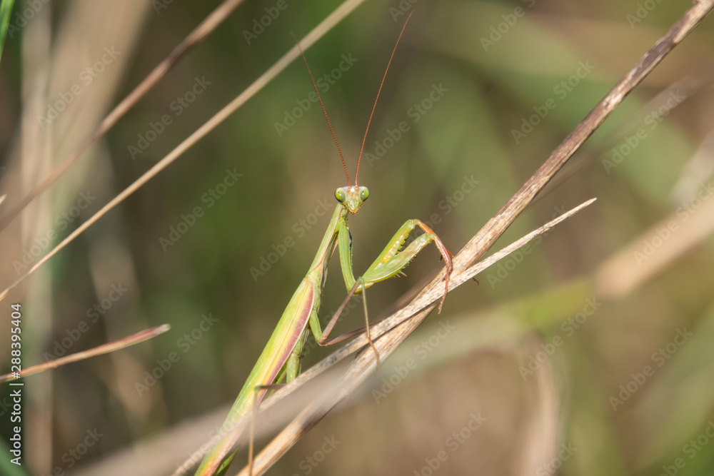 European Praying Mantis in Summer European Praying Mantis in Summer