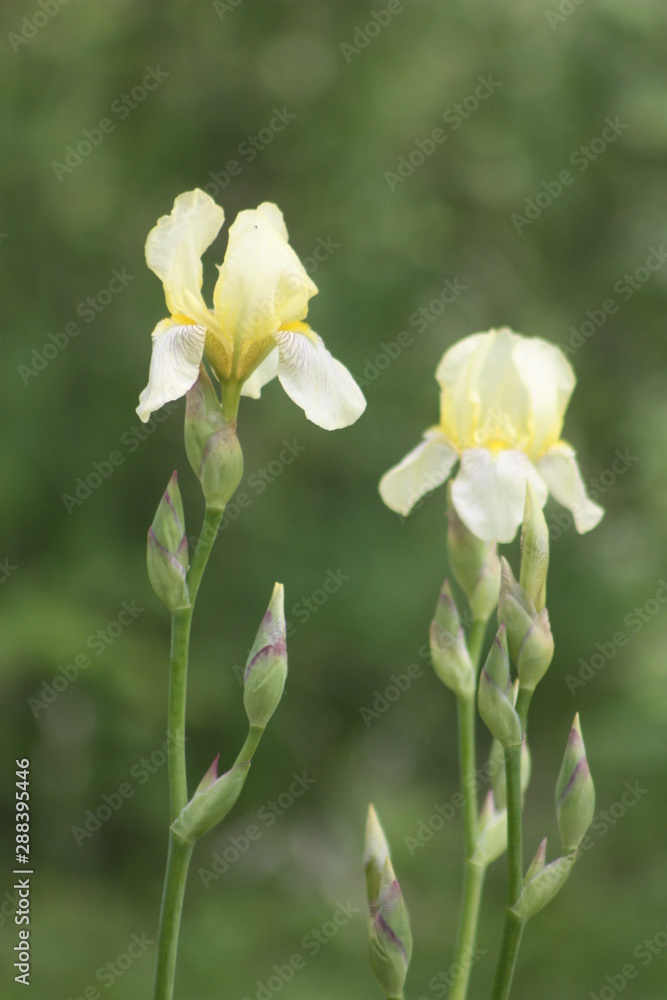 Obraz premium Yellow Irises
