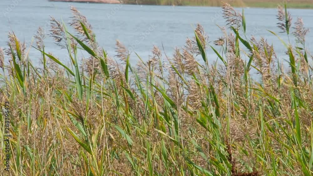 Reed and lake during summer. Wild nature. Bushes near pond and water. Reed and lake during summer. Wild nature. Bushes near pond and water.