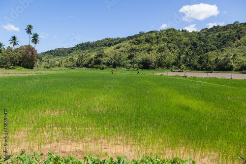 Rice paddy in Coron