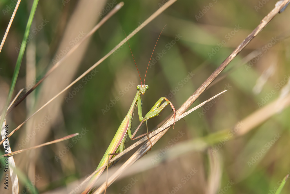 European Praying Mantis in Summer European Praying Mantis in Summer