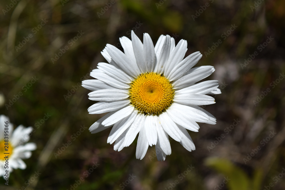 Fototapeta premium Wild Daisy