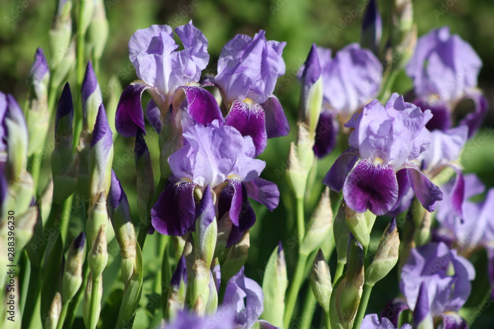 Purple Iris Flowers