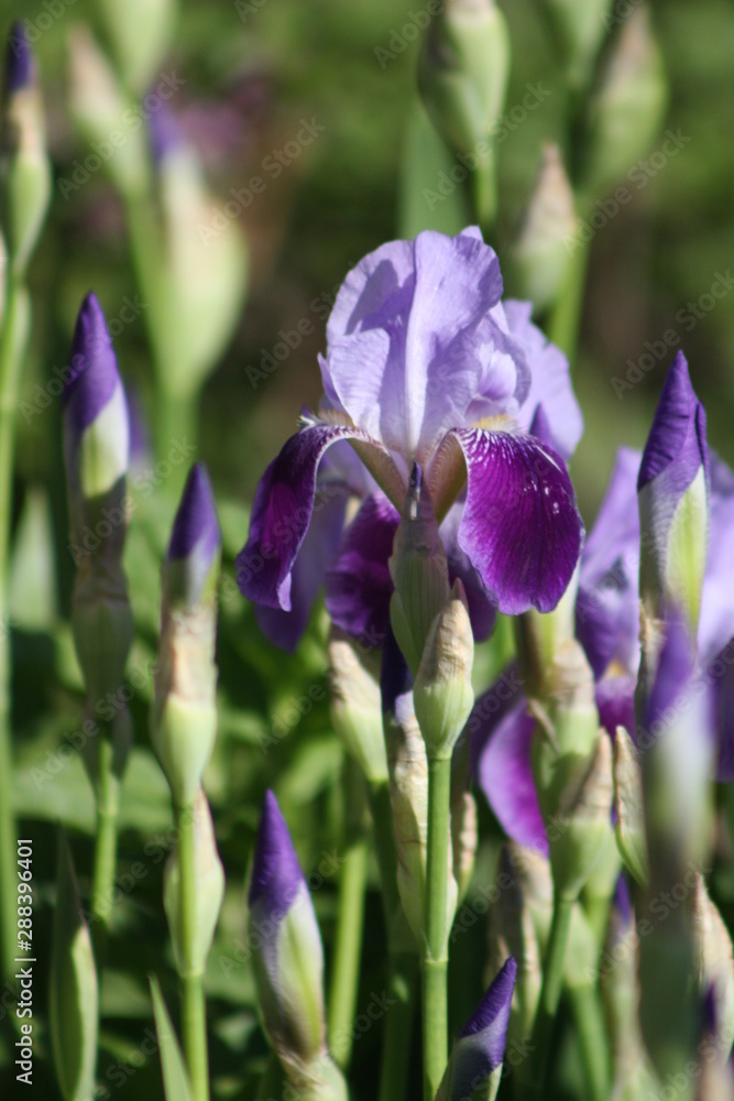 Purple Iris