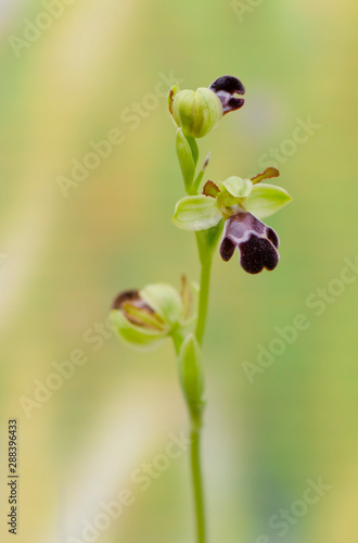 Wallpaper Mural Ophrys algarvensis, Fusca wild orchid. Andalusia, Spain. Torontodigital.ca