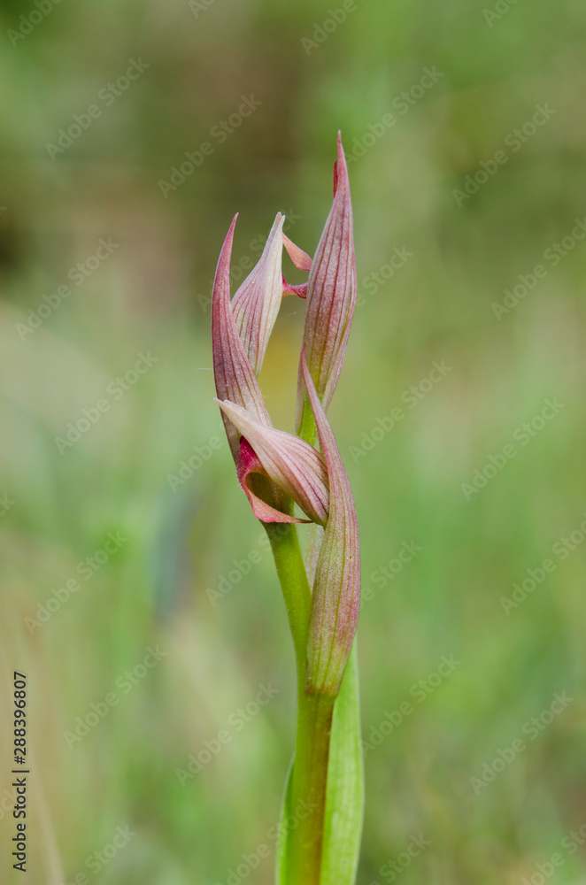 Obraz premium Small-flowered Tongue Orchid, Serapias parviflora orchid, Andalusia, Southern Spain.