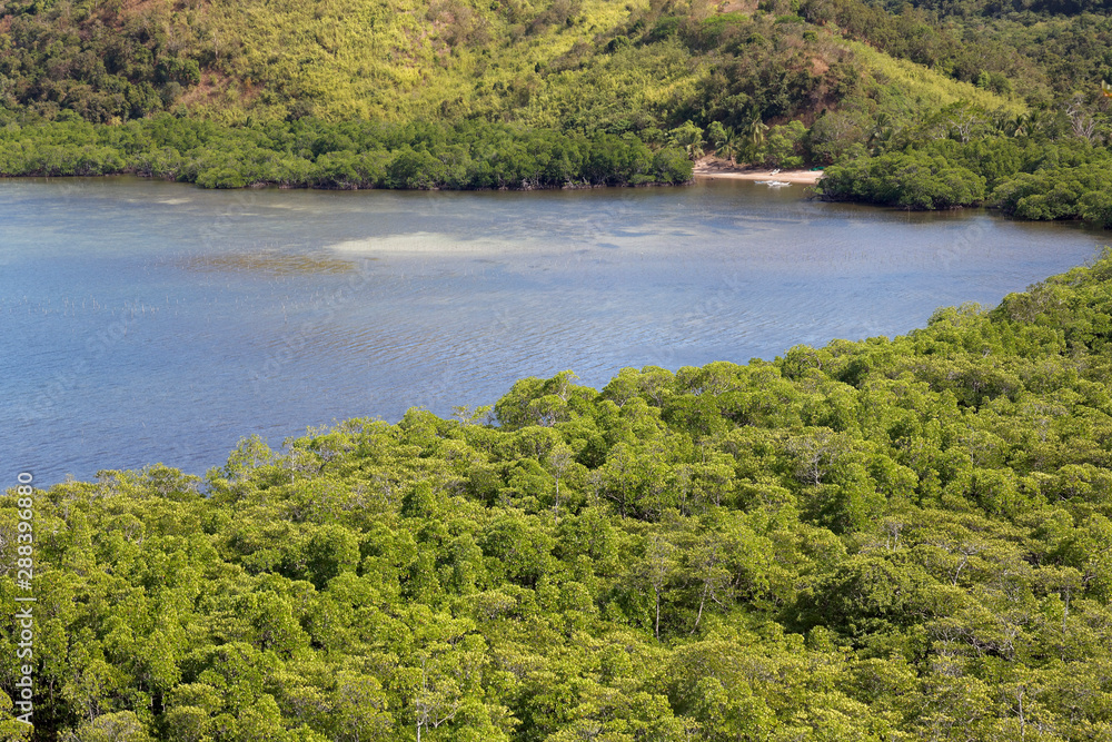 Fototapeta premium Mangrove forest in Coron, Philippines