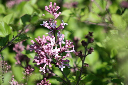 Wallpaper Mural Purple Lilac Torontodigital.ca