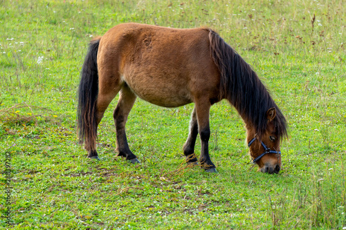 Wallpaper Mural Cute little brown pony in a meadow Torontodigital.ca