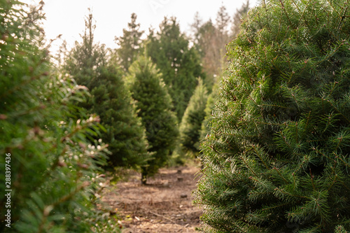Christmas Trees waiting to be cut for the holiday.
