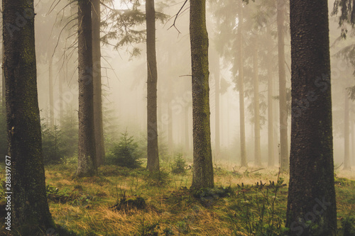 fog and dark trees in the forest