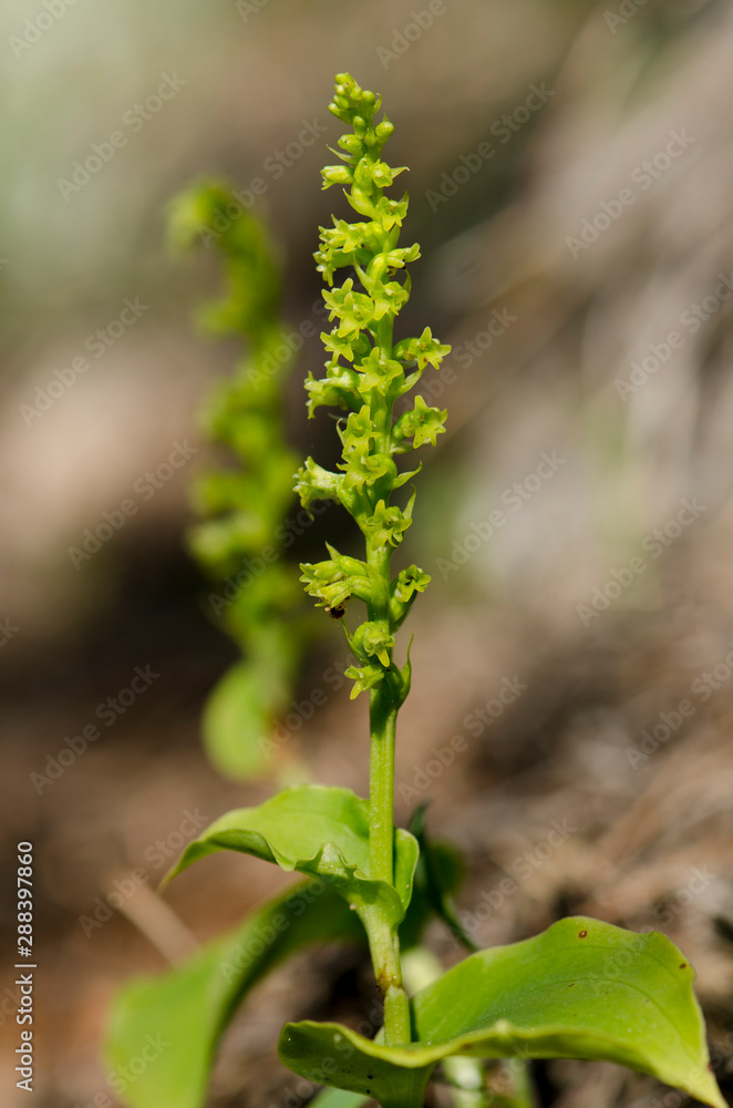 Gennaria diphylla, Two-leaved, Two leaved Gennaria orchid, Andalusia, Spain Gennaria diphylla, Two-leaved, Two leaved Gennaria orchid, Andalusia, Spain