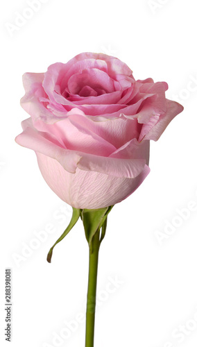 Wallpaper Mural Pink rose isolated on white background Torontodigital.ca