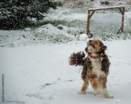 Dog catching a snowball © Peggy McClure