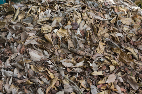 dried leaves scatted randomly creating random pattern