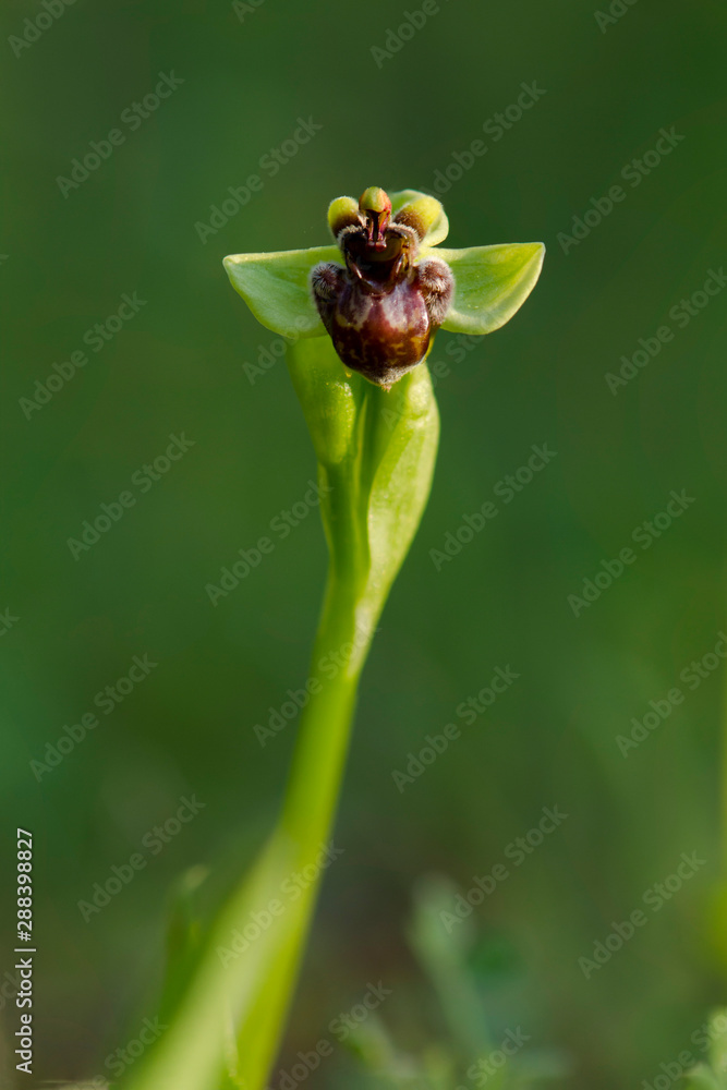 Bumblebee orchid, Ophrys bombyliflora, Andalusia, Spain Bumblebee orchid, Ophrys bombyliflora, Andalusia, Spain