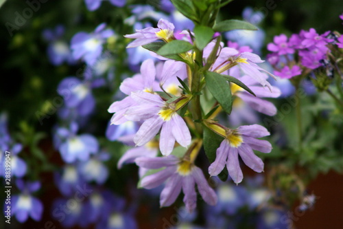 Lobelia Flower 