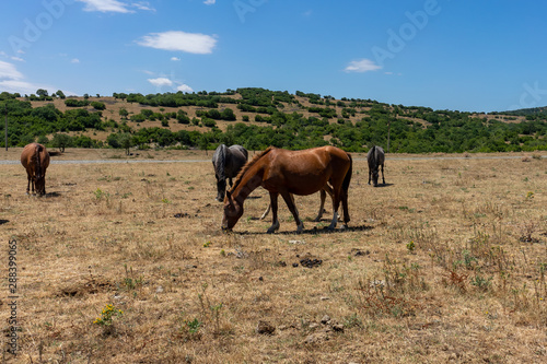 Wild horses from Cape Emine. The Bulgarian Black Sea Coast.