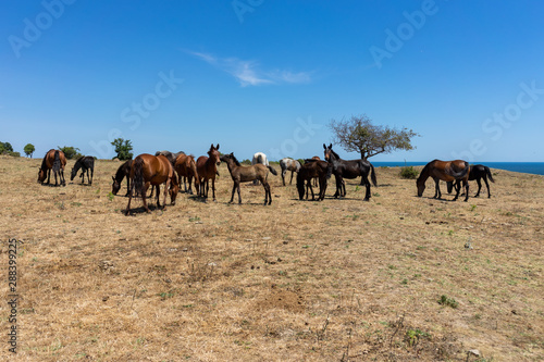 Wild horses from Cape Emine. The Bulgarian Black Sea Coast.